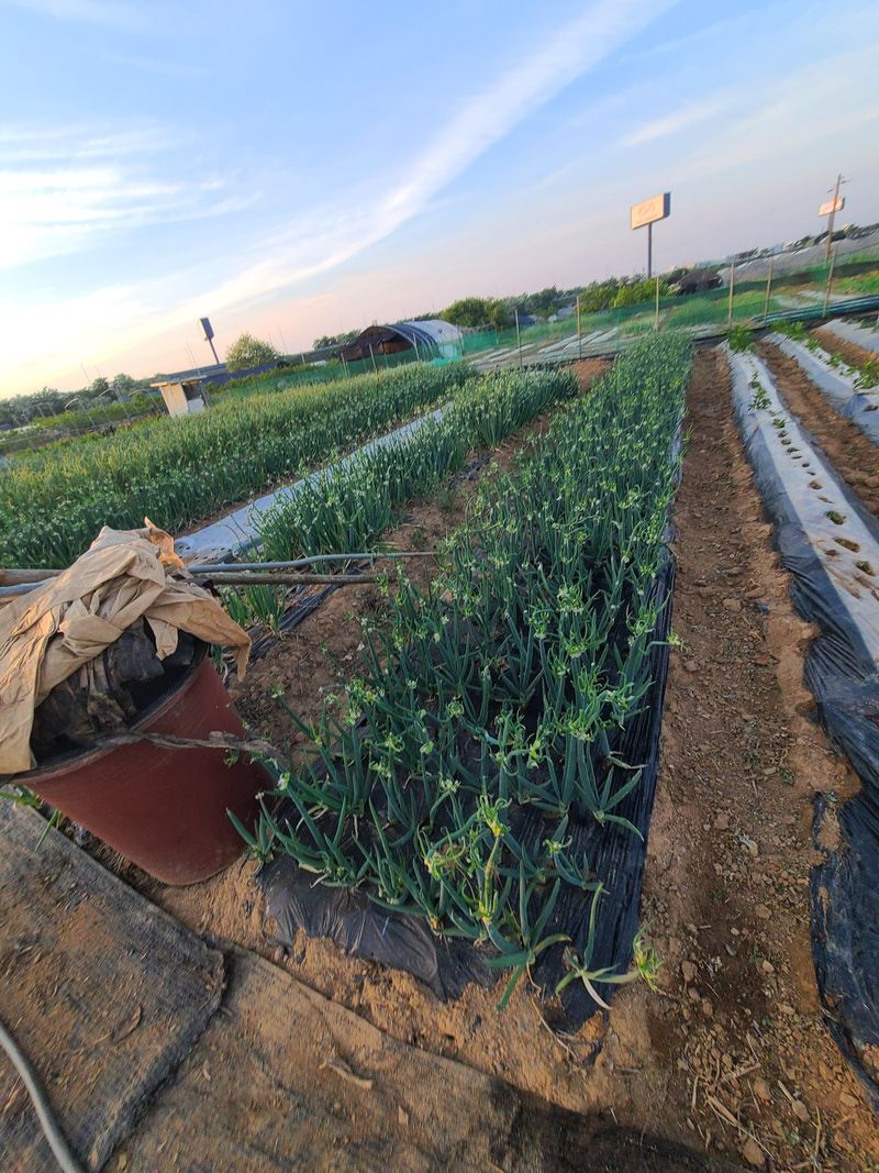 장터 상품 [삼동대파 원뿌리20 주아 100개] 썸네일