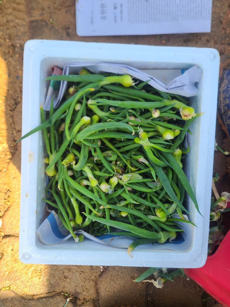 김도훈님의 장터 판매 상품 [삼동대파 원뿌리20 주아 100개] 첨부 사진