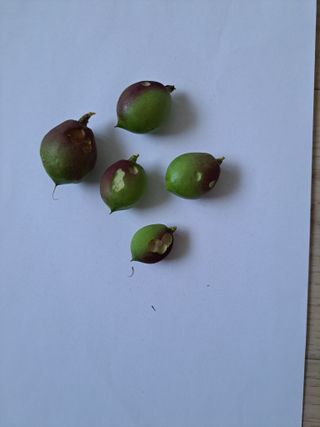 감17942님의 복숭아 · 병해충상담 작성글 사진