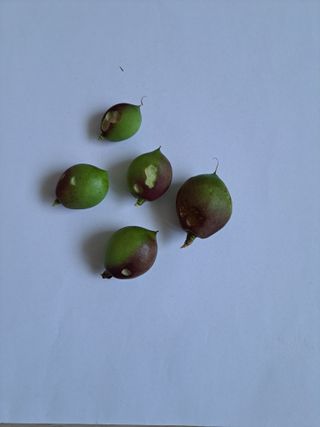 감17942님의 복숭아 · 병해충상담 작성글 사진