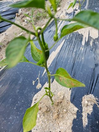 유진식님의 고추 · 병해충상담 작성글 사진