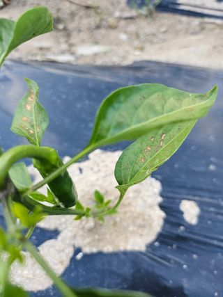 유진식님의 고추 · 병해충상담 작성글 사진