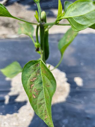 유진식님의 고추 · 병해충상담 작성글 사진