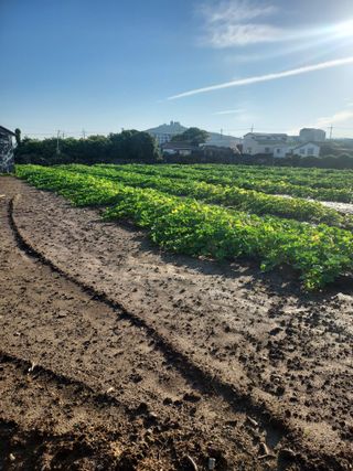 나는멋쟁이님의 호박 · 영농일지 작성글 사진