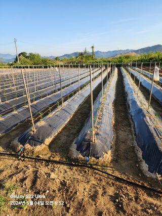 용수리또리농장님의 자유주제 · 건의해요 작성글 사진