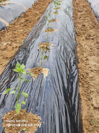 용수리또리농장님의 자유주제 · 건의해요 작성글 사진