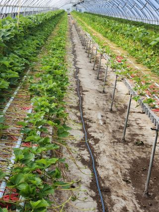 논산. 이순자님의 딸기 · 영농일지 작성글 사진