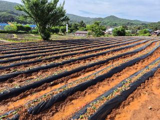 농촌의아들님의 고구마 · 영농일지 작성글 사진