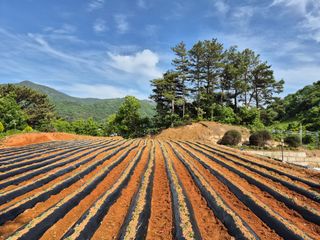 농촌의아들님의 고구마 · 영농일지 작성글 사진