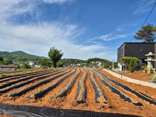 농촌의아들님의 고구마 · 영농일지 작성글 사진