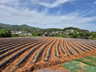 농촌의아들님의 고구마 · 영농일지 작성글 사진