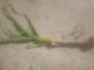 좋은여자님의 마늘 · 병해충상담 작성글 사진