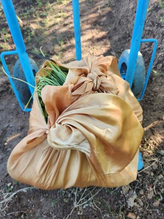 장재갑님의 마늘 · 영농일지 작성글 사진