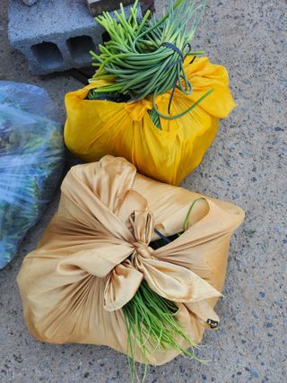 장재갑님의 마늘 · 영농일지 작성글 사진