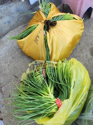 장재갑님의 마늘 · 영농일지 작성글 사진