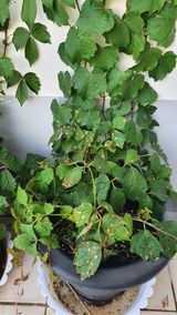 팜모닝 기타작물·병해충상담 게시글 이미지