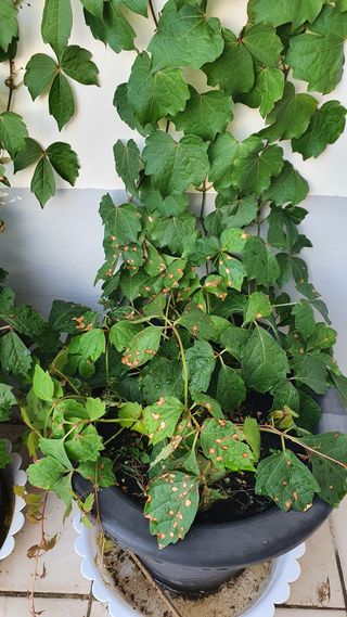 나무방님의 기타작물 · 병해충상담 작성글 사진