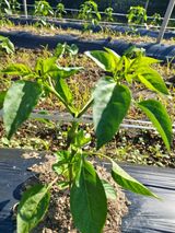 팜모닝 고추·병해충상담 게시글 이미지