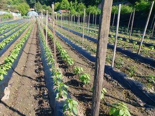 청주 미원 최재수님의 고추 · 병해충상담 작성글 사진