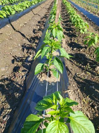 청주 미원 최재수님의 고추 · 병해충상담 작성글 사진