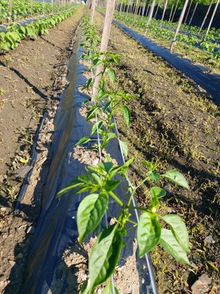 청주 미원 최재수님의 고추 · 병해충상담 작성글 사진