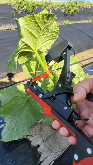 늘푸른 농장주님의 오이 · 영농일지 작성글 사진