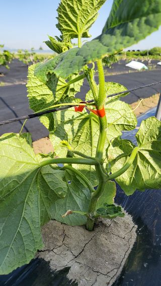 늘푸른 농장주님의 오이 · 영농일지 작성글 사진