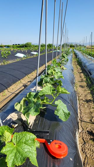 늘푸른 농장주님의 오이 · 영농일지 작성글 사진