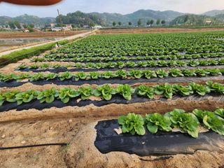 횡성군자연인님의 5월 내 작물 자랑하기 · 참여글 작성글 사진