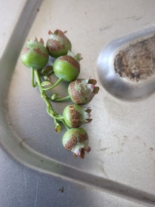 블루베리님의 블루베리 · 병해충상담 작성글 사진