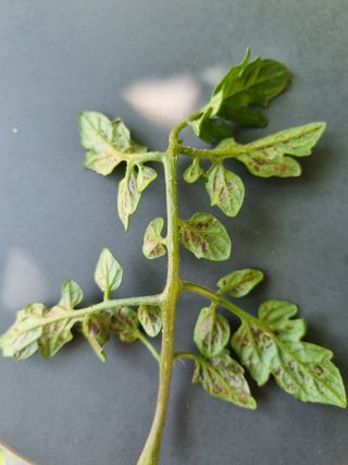 조우연님의 토마토 · 병해충상담 작성글 사진