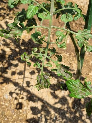 조우연님의 토마토 · 병해충상담 작성글 사진