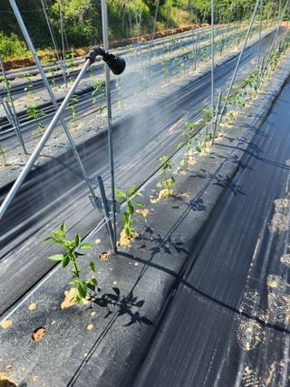장재갑님의 고추 · 영농일지 작성글 사진