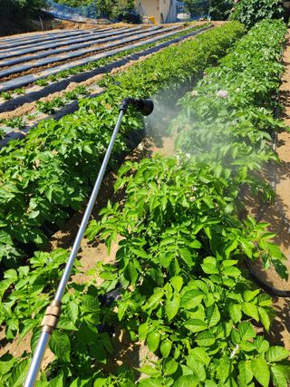 장재갑님의 고추 · 영농일지 작성글 사진