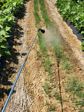 장재갑님의 고추 · 영농일지 작성글 사진