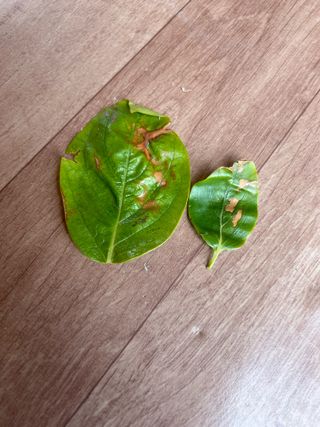 금강농원님의 사과 · 병해충상담 작성글 사진