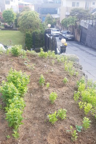 양승숙 (承光)님의 5월 내 작물 자랑하기 · 참여글 작성글 사진