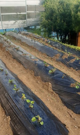 양승숙 (承光)님의 5월 내 작물 자랑하기 · 참여글 작성글 사진