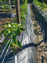 팜모닝 자유주제·자유게시판 게시글 이미지