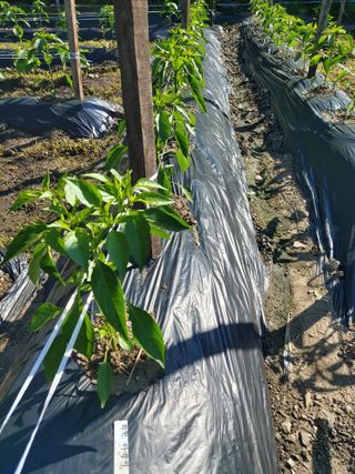 청주 미원 최재수님의 자유주제 · 자유게시판 작성글 사진