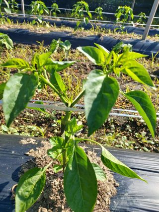 청주 미원 최재수님의 자유주제 · 자유게시판 작성글 사진