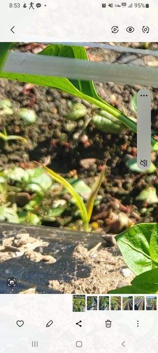 청주 미원 최재수님의 자유주제 · 자유게시판 작성글 사진