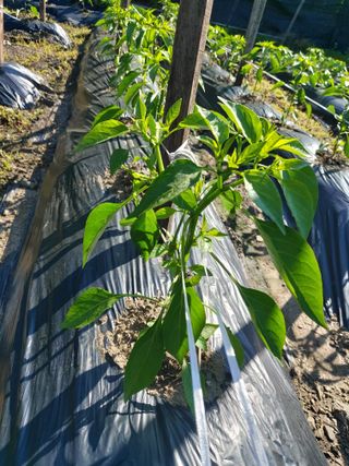 청주 미원 최재수님의 자유주제 · 자유게시판 작성글 사진