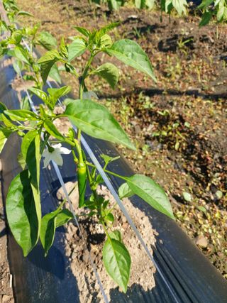 청주 미원 최재수님의 자유주제 · 자유게시판 작성글 사진