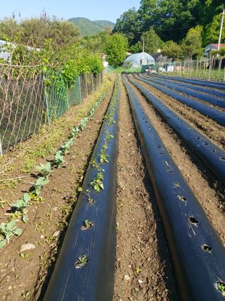청주 미원 최재수님의 자유주제 · 자유게시판 작성글 사진