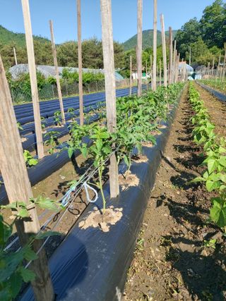 청주 미원 최재수님의 자유주제 · 자유게시판 작성글 사진