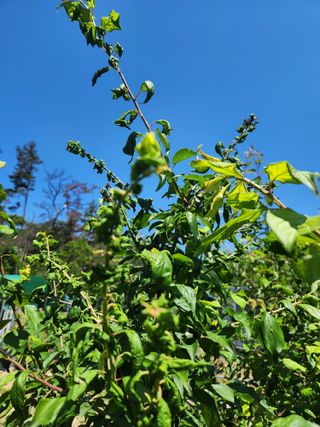 이상보님의 농사, 무엇이든 물어보세요! · 참여글 작성글 사진