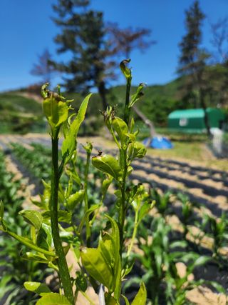 이상보님의 농사, 무엇이든 물어보세요! · 참여글 작성글 사진