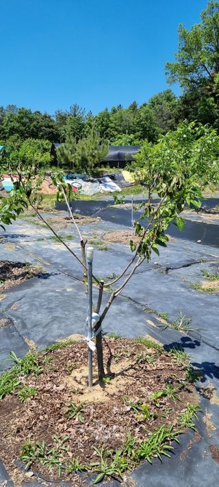 윤섭님의 5월 내 작물 자랑하기 · 참여글 작성글 사진