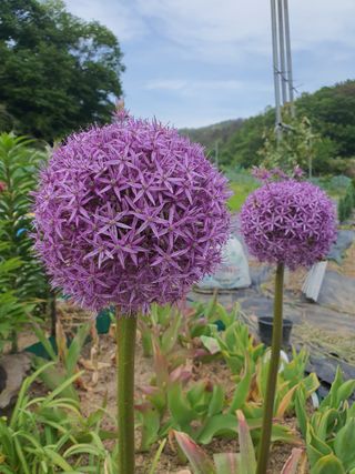 뮤M즈님의 5월 내 작물 자랑하기 · 참여글 작성글 사진